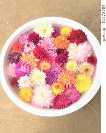 水に浮いたダリアの花 水に浮いたダリアの花 81578084