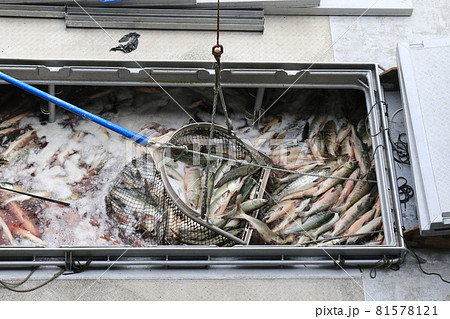 【北海道】秋鮭の水揚げ(北海道ウトロ漁港) 【北海道】秋鮭の水揚げ(北海道ウトロ漁港) 81578121