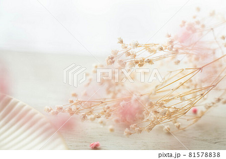 淡いドライフラワーのかすみ草 81578838