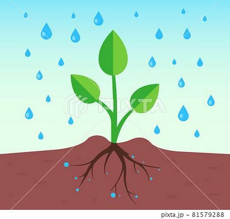 a plant with a root system pours rain. a plant with a root system pours rain. 81579288