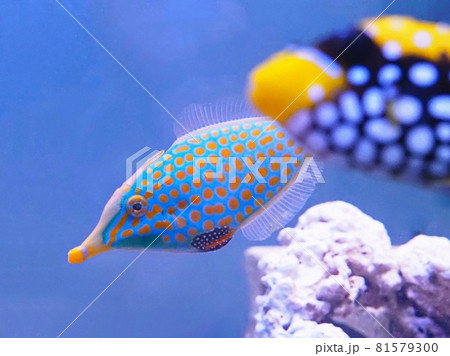 テングカワハギとモンガラカワハギ 81579300