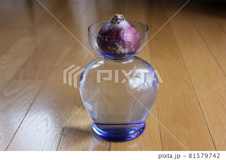 ヒヤシンス　。◯○水栽培○◯。 81579742