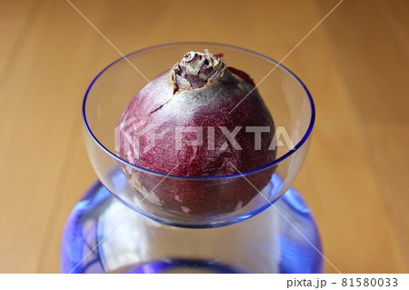 ヒヤシンス 。◯○水栽培○◯。 ヒヤシンス 。◯○水栽培○◯。 81580033