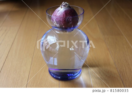 ヒヤシンス 。◯○水栽培○◯。 ヒヤシンス 。◯○水栽培○◯。 81580035