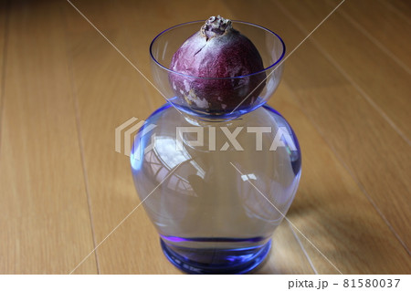 ヒヤシンス 。◯○水栽培○◯。 ヒヤシンス 。◯○水栽培○◯。 81580037