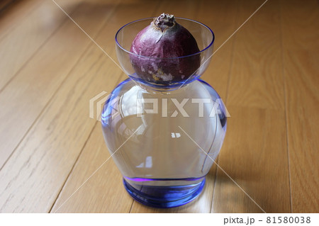 ヒヤシンス　。◯○水栽培○◯。 81580038