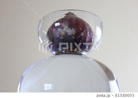 ヒヤシンス　。◯○水栽培○◯。 81580055