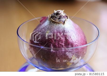 ヒヤシンス　。◯○水栽培○◯。 81580115