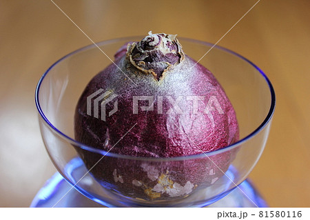 ヒヤシンス　。◯○水栽培○◯。 81580116