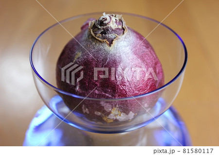 ヒヤシンス　。◯○水栽培○◯。 81580117