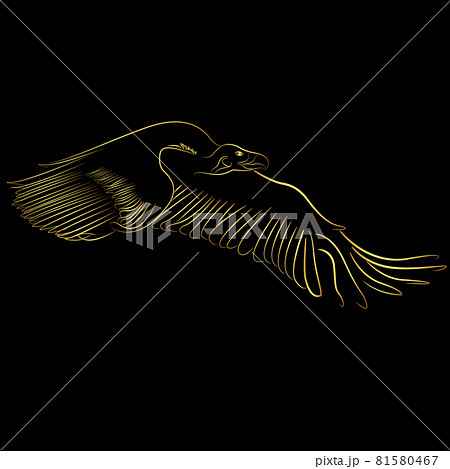 Golden border Cinereous Vulture flying over black background 81580467