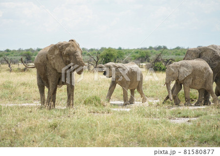 アフリカゾウの群れ 81580877