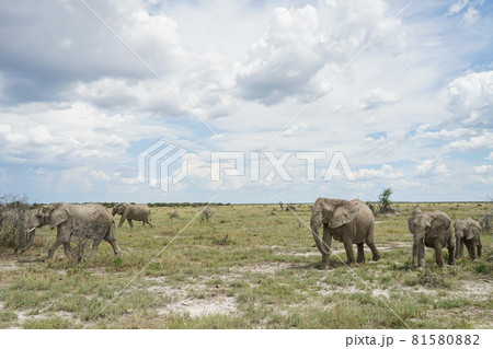 アフリカゾウの群れ 81580882