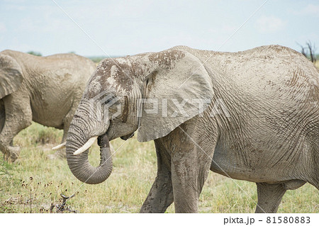 アフリカゾウ 81580883