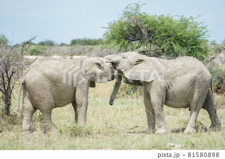 アフリカゾウ アフリカゾウ 81580898