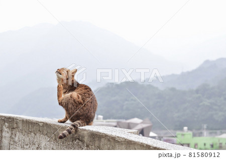 猴硐（ホウトン）の猫（台湾　台北） 81580912