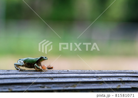 驚いて毛虫を吐き出す緑色の小さいカエルの写真素材