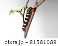 アオバセセリの幼虫 白背景 81581089