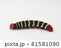 アオバセセリの幼虫 白背景 81581090