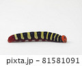 アオバセセリの幼虫 白背景 81581091