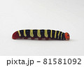 アオバセセリの幼虫 白背景 81581092
