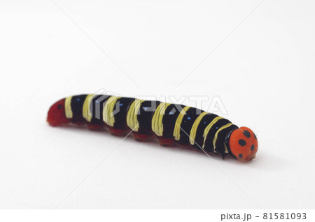 アオバセセリの幼虫 白背景 81581093