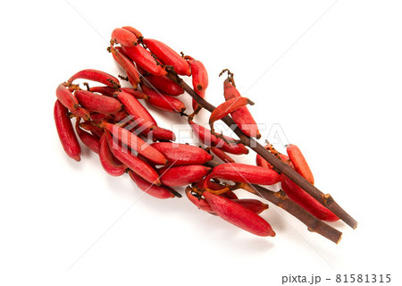 ツチアケビ 81581315