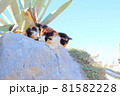 晴れた屋外で岩の上に座る三毛猫 81582228