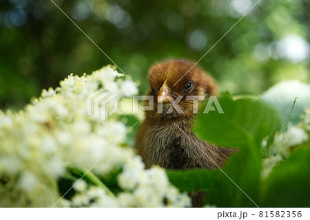 Cute young chick viewed at ground level in greenery 81582356