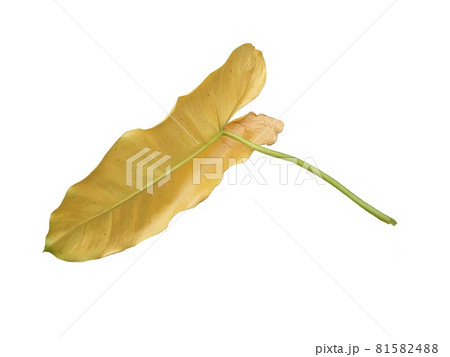 Yellow leaves on a white background.The leaves of the Philodendron are diseased. The color of the leaves changes from green to yellow are caused by lack of water or nutrients.  81582488