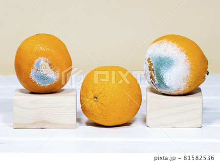 Rotten Moldy Oranges. A photo of the growing mold. Wooden podium. Spoiled fruit. Meal leftovers. Copy space. 81582536