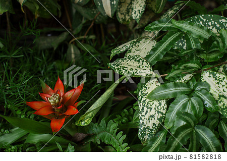 南国植物 南国植物 81582818