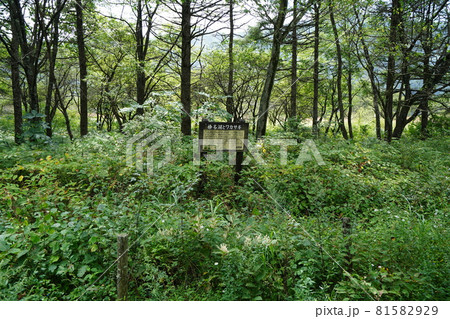 群馬県　榛名高原　沼の原にある古い標識 81582929
