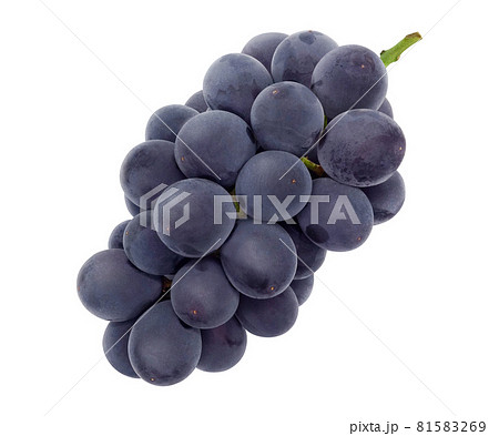 ぶどう 巨峰 イラスト リアル  81583269
