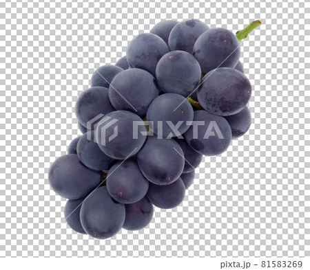 Grape Kyoho illustration realistic 81583269