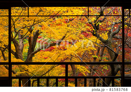 Tranquil scene of Autumn trees in Japanese garden reflects on the floor in Kyoto, Japan 81583768