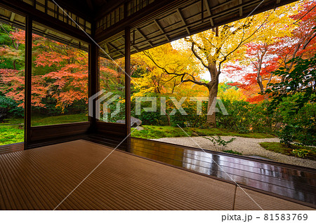 Colorful autumn leaf japanese garden in old temple in Kyoto, Japan 81583769