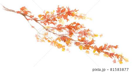 「もみじ」｜絵画 原画 抽象画 植物画 イラスト ドローイング 秋 紅葉 もみじ」｜絵画 原画 抽象画 植物画 イラスト ドローイング 秋 紅葉