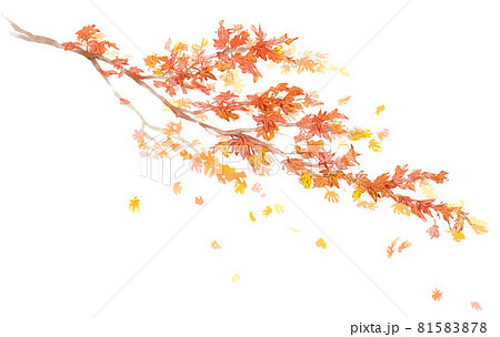 秋に紅葉し舞い散るもみじの枝の水彩イラストのイラスト素材