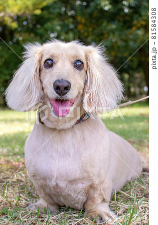 クリーム色のミニチュアダックスフンド 81584308