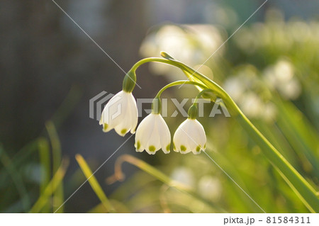 日の光に照らされるすずらんの花 日の光に照らされるすずらんの花 81584311