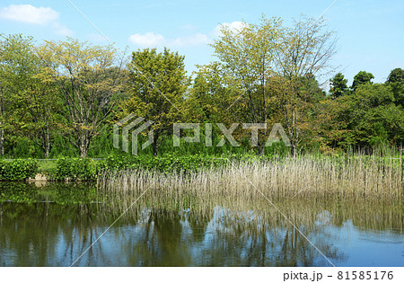 山辺の道 大美和の杜展望台近くの池 奈良県桜井市 山辺の道 大美和の杜展望台近くの池 奈良県桜井市 81585176