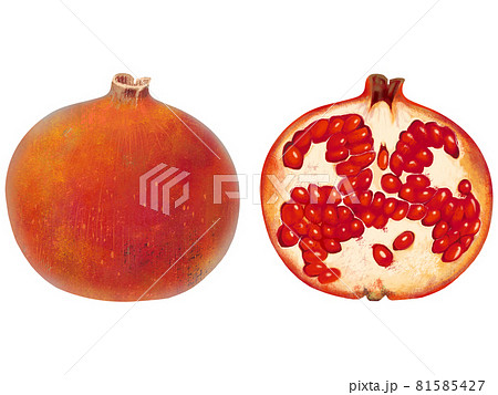 オシャレなざくろの丸ごとと断面をカットしたイラスト素材のイラスト素材