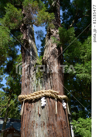 大神神社 御神木 奈良県桜井市 大神神社 御神木 奈良県桜井市 81585477