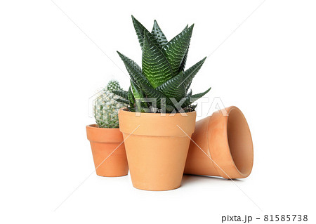 Clay pots with plants isolated on white background Clay pots with plants isolated on white background 81585738