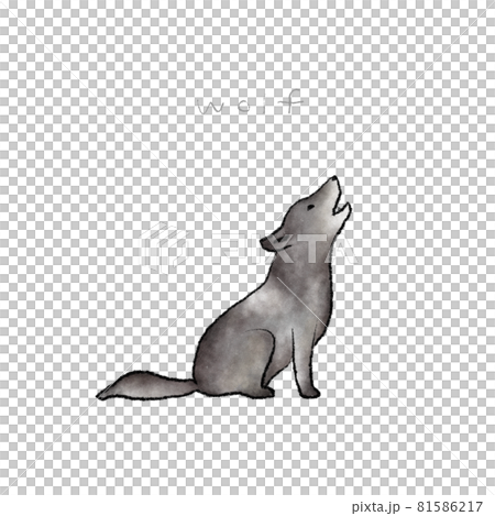 Wolf hand drawn illustration material Wolf hand drawn illustration material 81586217