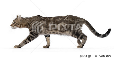 American Curl Shorthair cat on white background American Curl Shorthair cat on white background 81586309