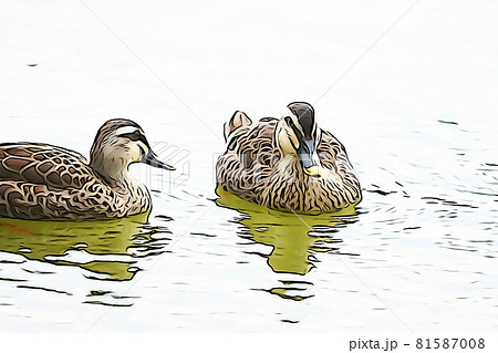 パステル調　”2羽のカルガモ”　イラストイメージ 81587008