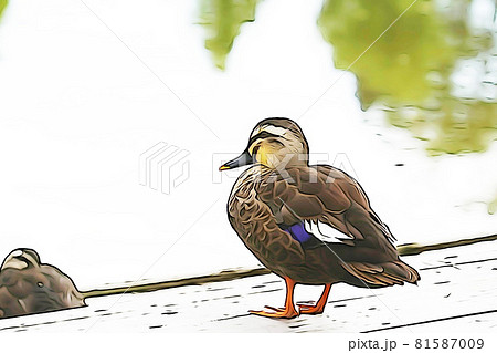 パステル調　”カルガモ”　イラストイメージ 81587009