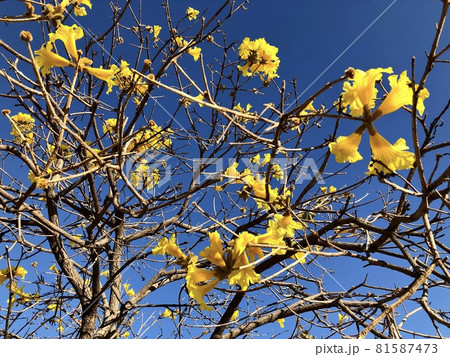 Branches and flowers of yellow Ipe tree, Tabebuia chrysotricha, under natural blue sky background in sunny day Branches and flowers of yellow Ipe tree, Tabebuia chrysotricha, under natural blue sky background in sunny day 81587473
